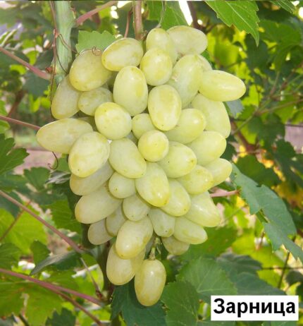 Подготовка почвы для максимальной плодоносности
